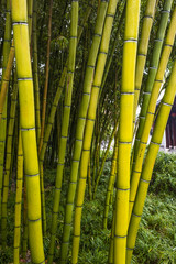 Bamboo in the garden