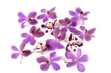 Fototapeta na wymiar speckle orchid and pink orchid