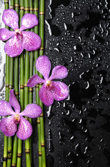 three pink orchid with bamboo grove on wet black background
