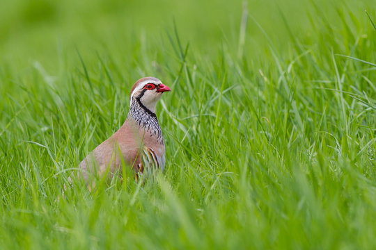 PERDRIX ROUGE