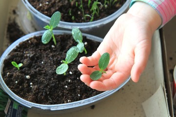piantine di cetriolo