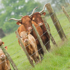 Red Angus steer in a field