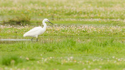 Egretta garzetta or small white heron