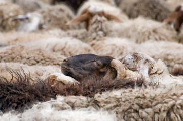 Fototapeta premium mutton