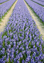 Field of beautiful purple Dutch hyacints