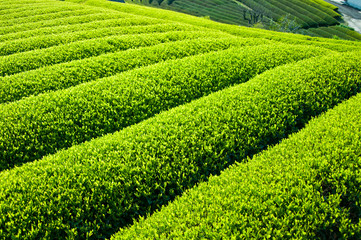 Obraz premium 新緑の茶畑