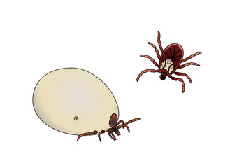 Ticks colored