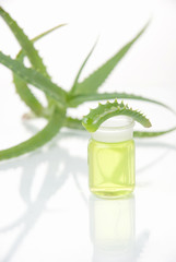 aloe vera plant with tubes