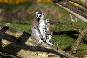 Katta-Familie