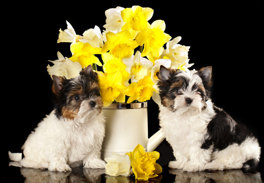 puppies Beaver Yorkshire Terrier and flowers  narcissus