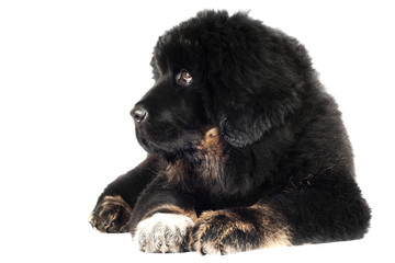 tibetan mastiff puppy sad