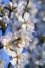 almond tree blossoms