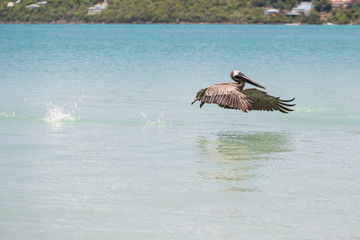 Pelican take-off