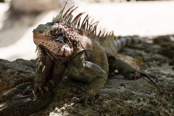 Iguana su roccia