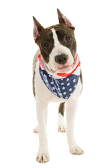 American Staffordshire terrier