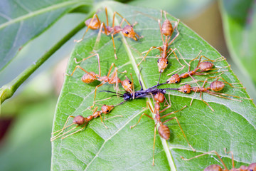 Red ants attacking a insect on leaf