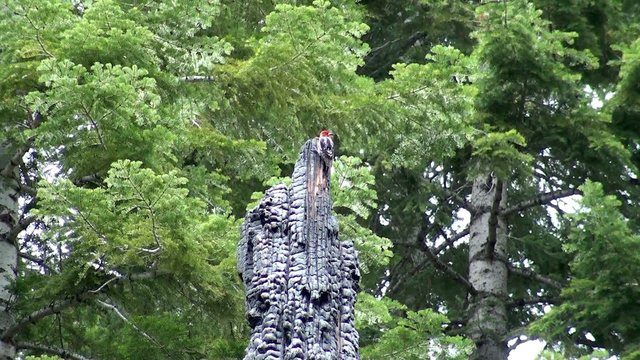 Woodpecker is hammer a charred stump