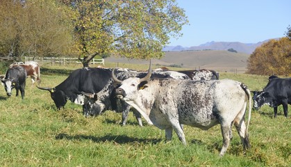 NGUNI cattle. A breed of hardy indigenous african cattle