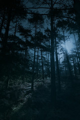 Obraz premium Full moon forest