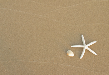 starfish and shell