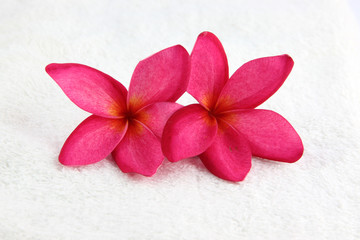 Red flowers with white towel.