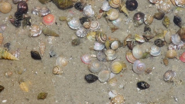 Hermit crab in its conch on the sand 