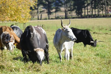 NGUNI cattle. A breed of hardy indigenous african cattle
