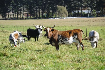 Fototapeta na wymiar NGUNI cattle. A breed of hardy indigenous african cattle