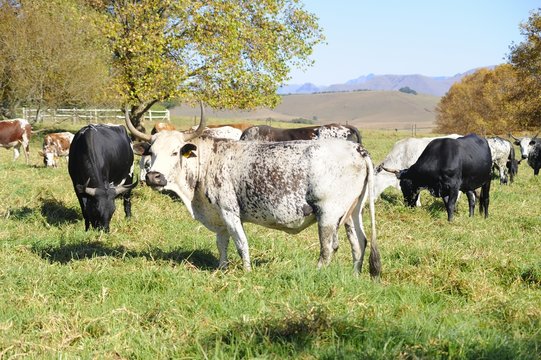 NGUNI cattle. A breed of hardy indigenous african cattle