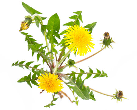 L&ouml;wenzahn (Taraxacum officinale) von oben auf wei&szlig;em Hintergru