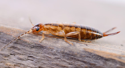 Beetle