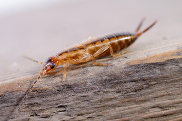 Beetle