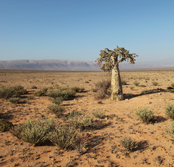 Fototapeta na wymiar Zielony ogórek, socotranus Dendrosicyos - endemiczny z Sokotra