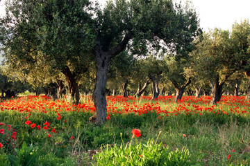 Albero di ulivo e papaveri © mickyso