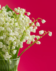 Lily of the valley