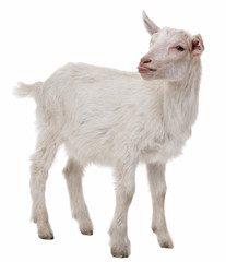 young goat isolated on a white background