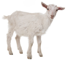 a goat isolated on a white background