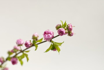 Branch of Flowering Almond with buds, white background.