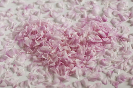Heart-shaped lined pink petals, white background.