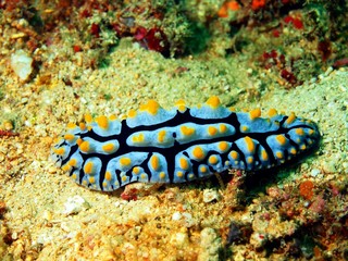 Sea slugs of the Philippine sea