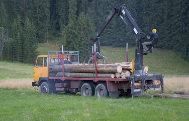 Loading Cut Trees on a Car, Truck
