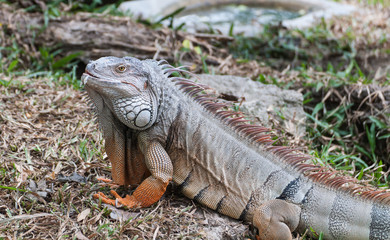 iguana reptile on the ground