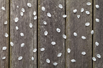 Blossom Petals