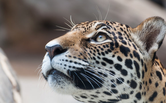 Stare leopard face