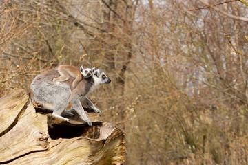 Young Ring-tailed lemur on the back of it's mother © ijdema