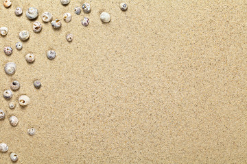 Fototapeta na wymiar Muszli na piasku
