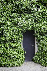Fototapeta na wymiar Ivy on the wall and the door