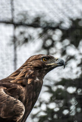 Golden eagle