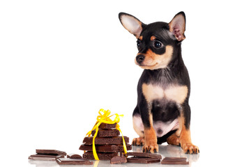 black russian toy dog puppy