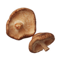 Shitake mushrooms isolated on white background, close up